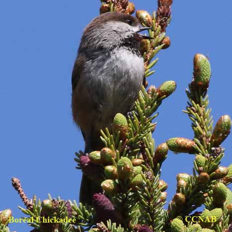 Birds of North America