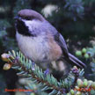 Boreal Chickadee songs and calls