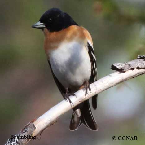 Birds of North America