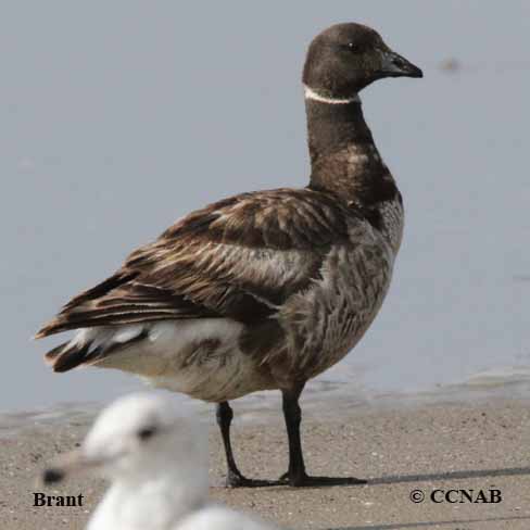 Birds of North America