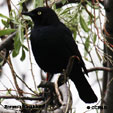 Brewer's Blackbird songs and calls