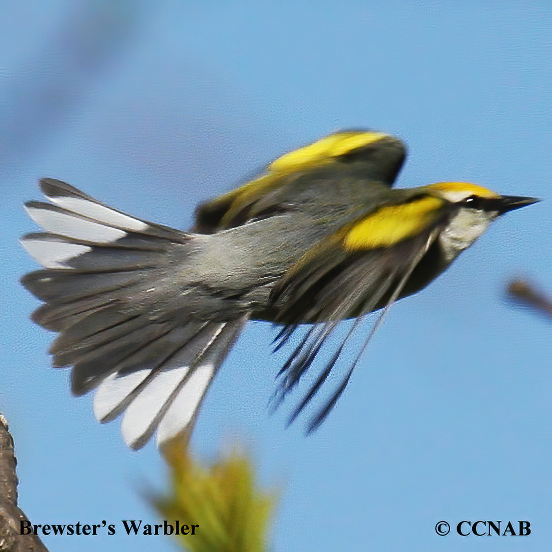 Birds of North America
