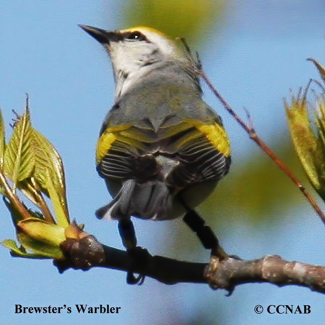 Birds of North America