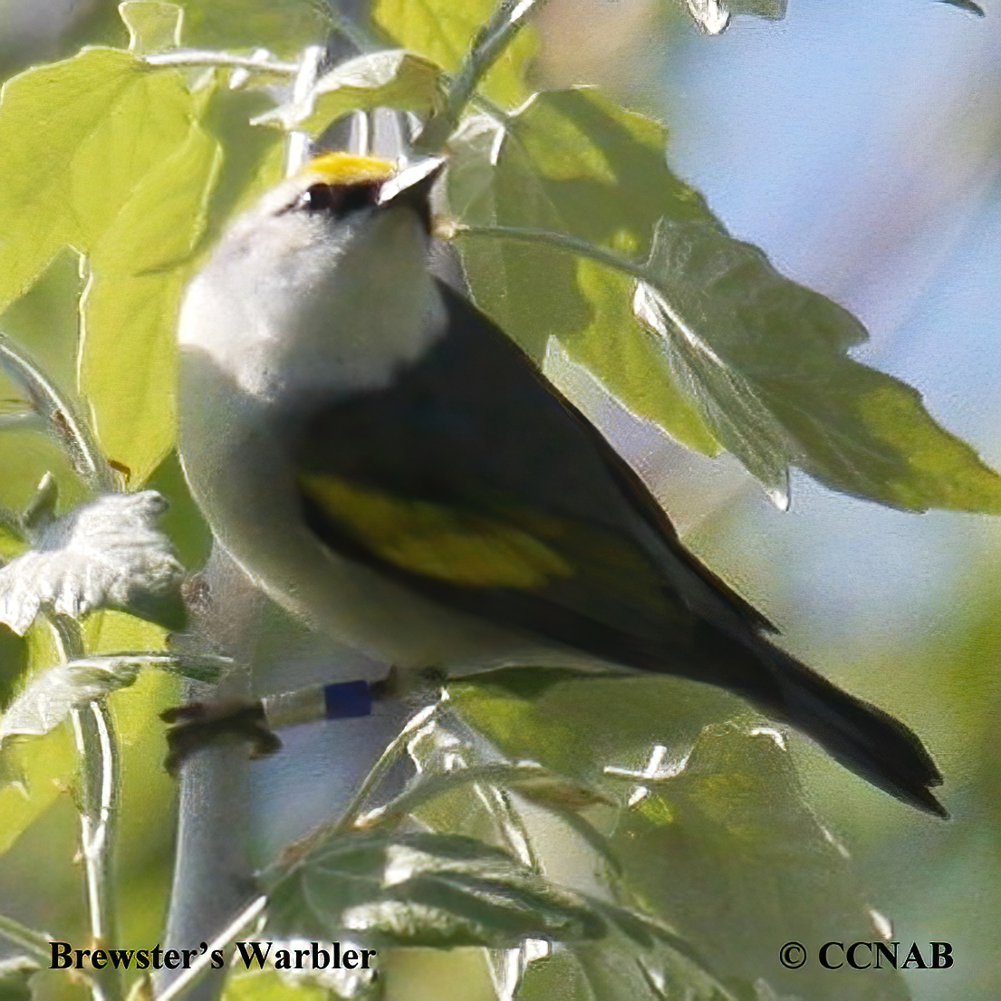Birds of North America