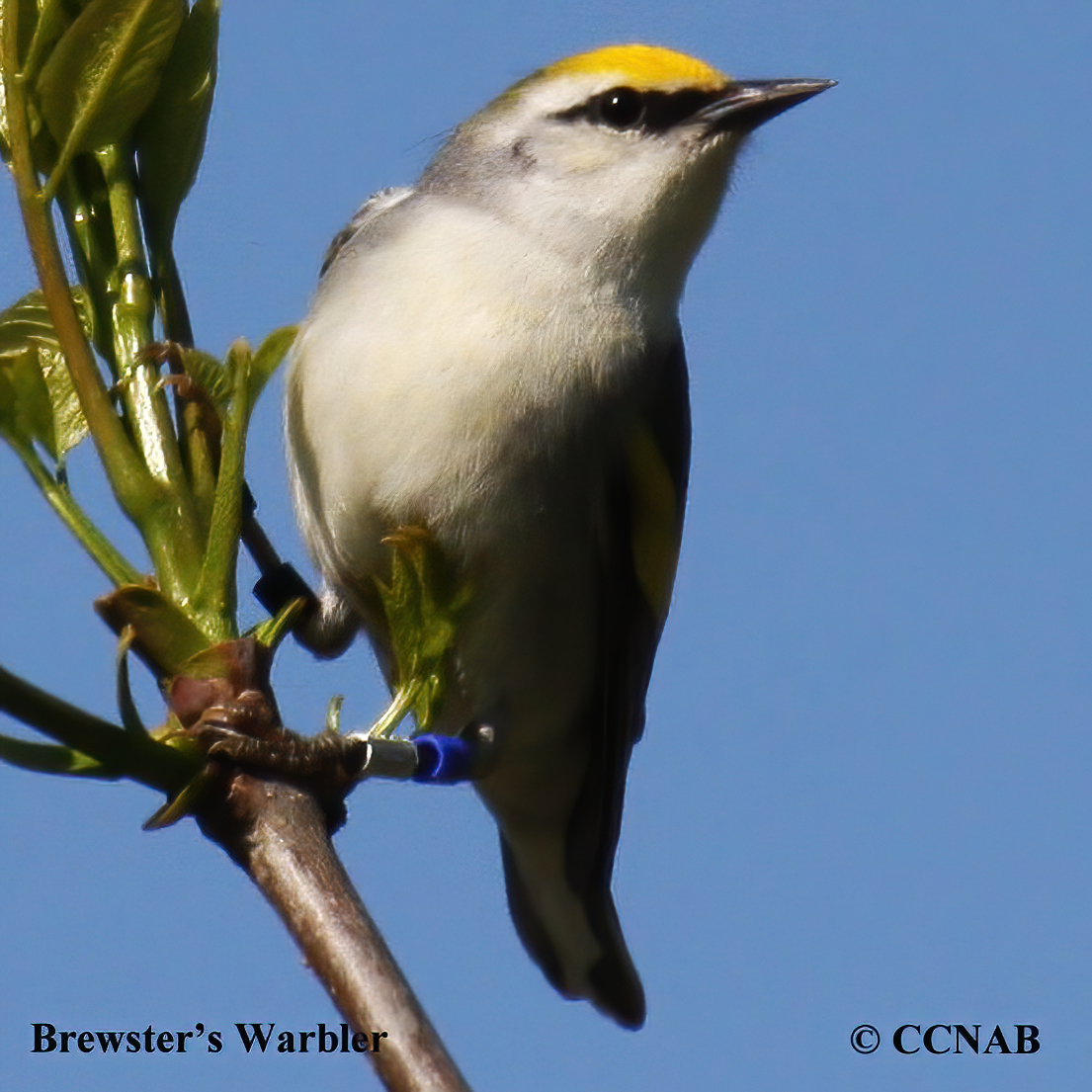 North American Warblers