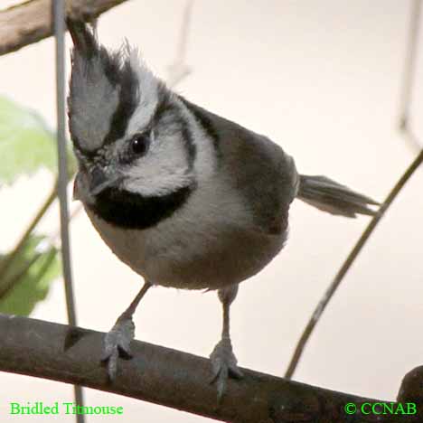Birds of North America