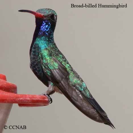 North American hummingbirds