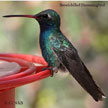 Broad-billed Hummingbird songs and calls