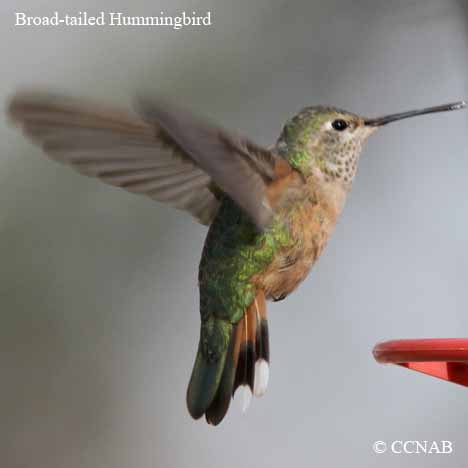 Birds of North America