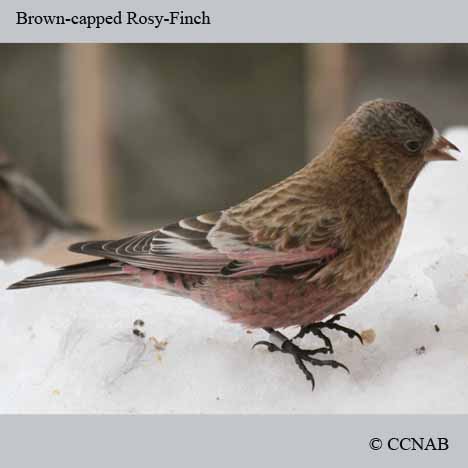 Birds of North America