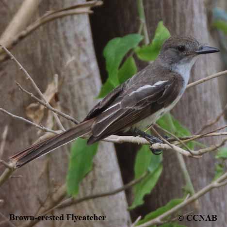 Birds of North America