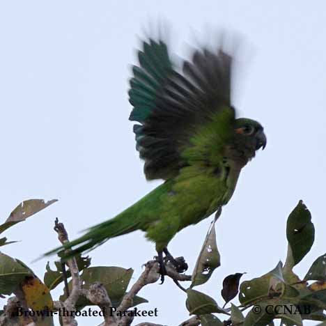 Brown-throated Parakeet