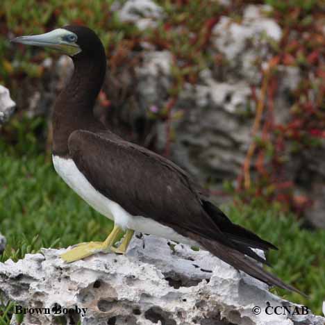 Birds of North America