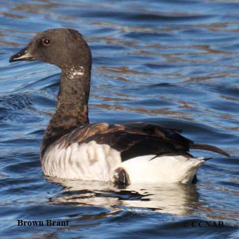 Birds of North America