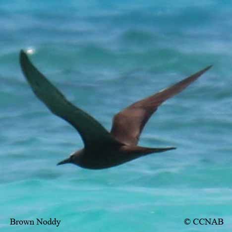Birds of North America