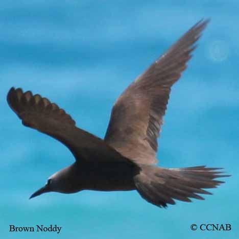 Birds of North America