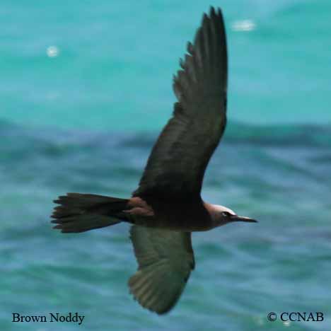 Birds of North America