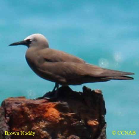 Birds of North America