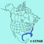 Brown Pelican (Atlantic) range map