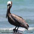 Brown Pelican 