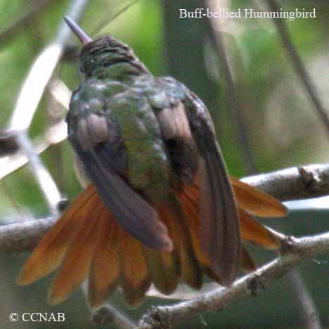 Birds of North America