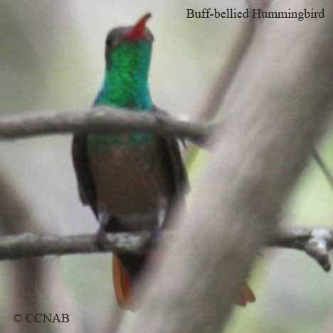Birds of North America