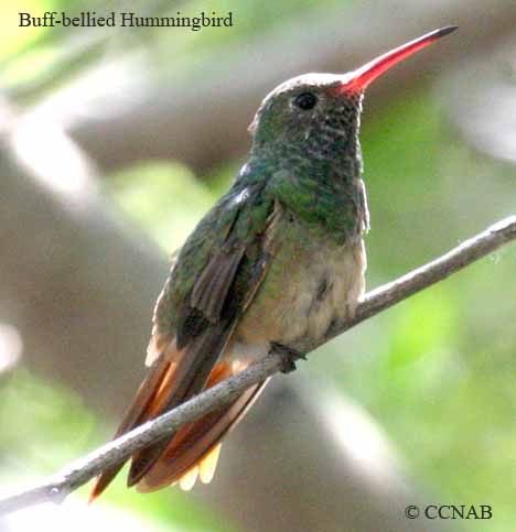 Birds of North America