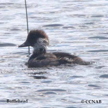 Birds of North America