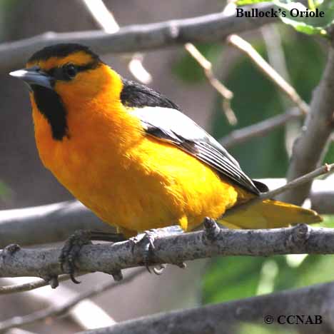 Birds of North America