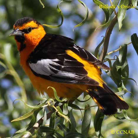 Birds of North America