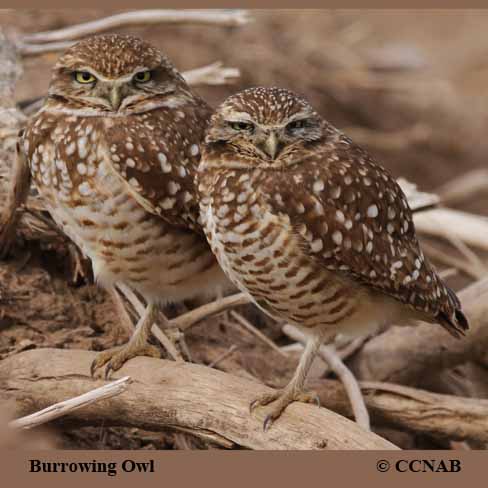 Birds of North America