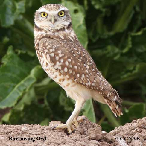 Burrowing Owl