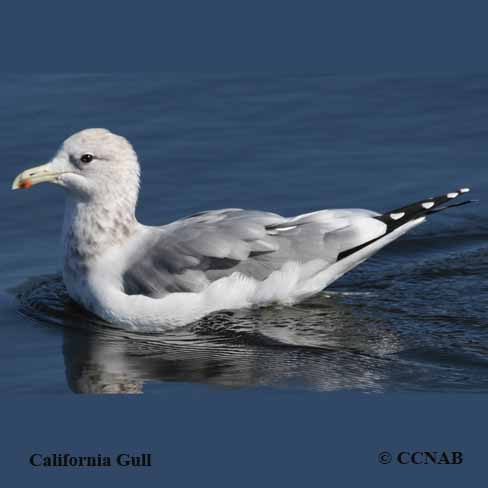 Birds of North America