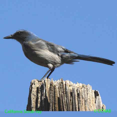 California Scrub-Jay