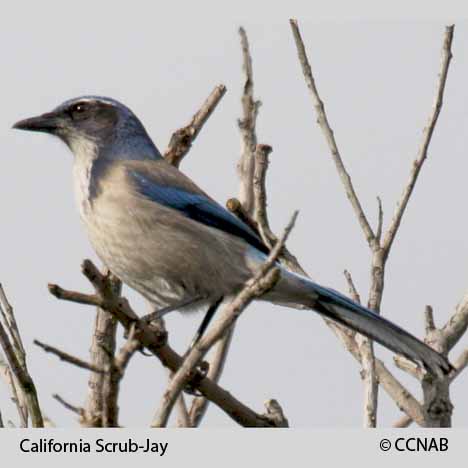 Birds of North America