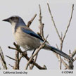 California Scrub-Jay songs and calls