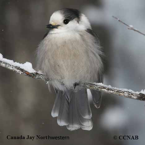 Birds of North America