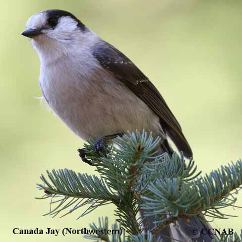 Birds of North America