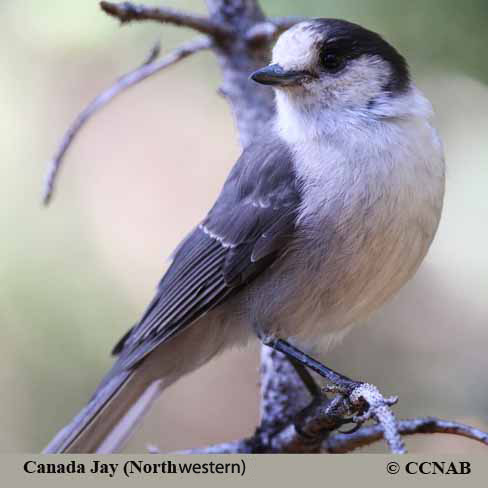 North American Jays