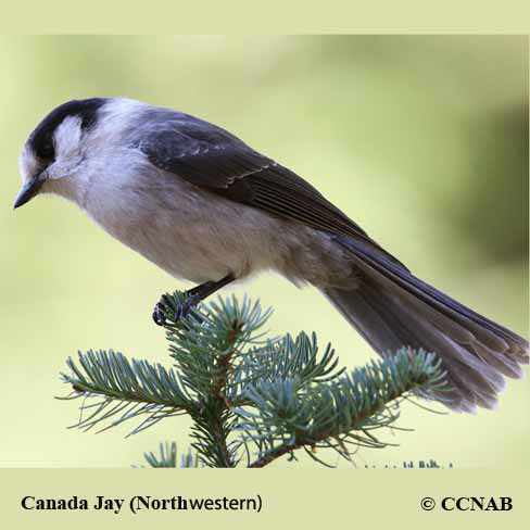 Birds of North America