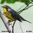 Canada Warbler songs and calls