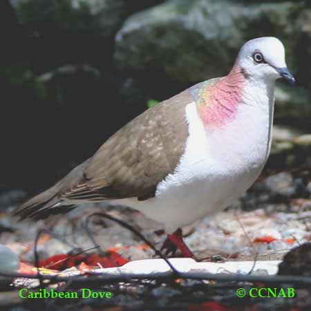 Caribbean Dove