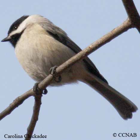 Birds of North America