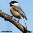 Carolina Chickadee songs and calls