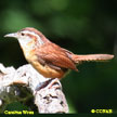 Carolina Wren songs and calls