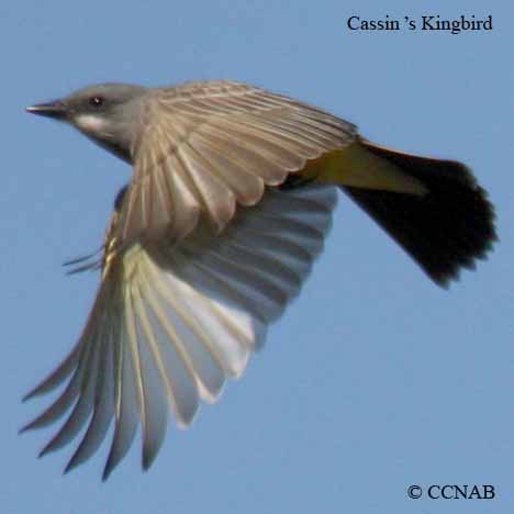 Birds of North America