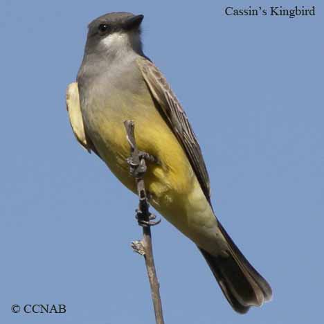 Birds of North America