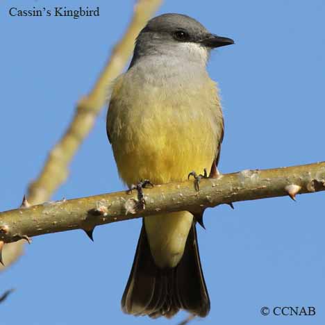 Birds of North America