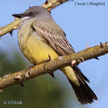 Cassin's Kingbird songs and calls
