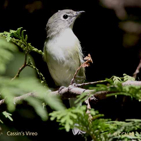 Birds of North America